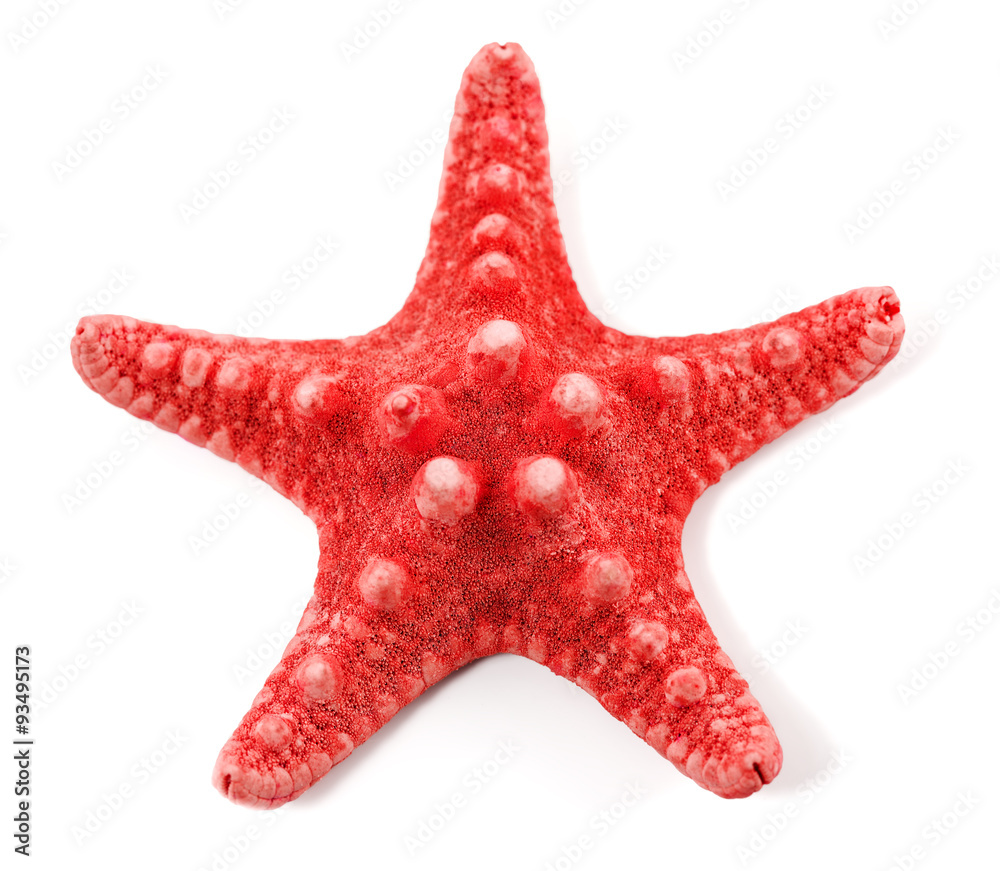 starfish on a white background starfish on a white background