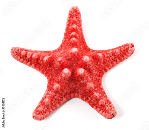 starfish  on a white background