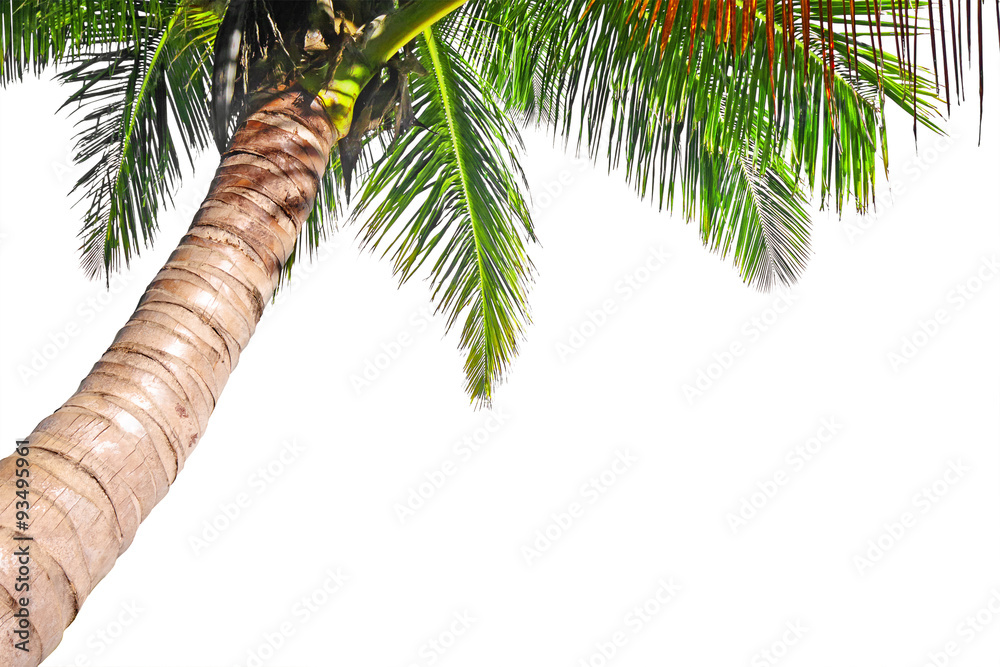 Fototapeta premium Coconut palm tree