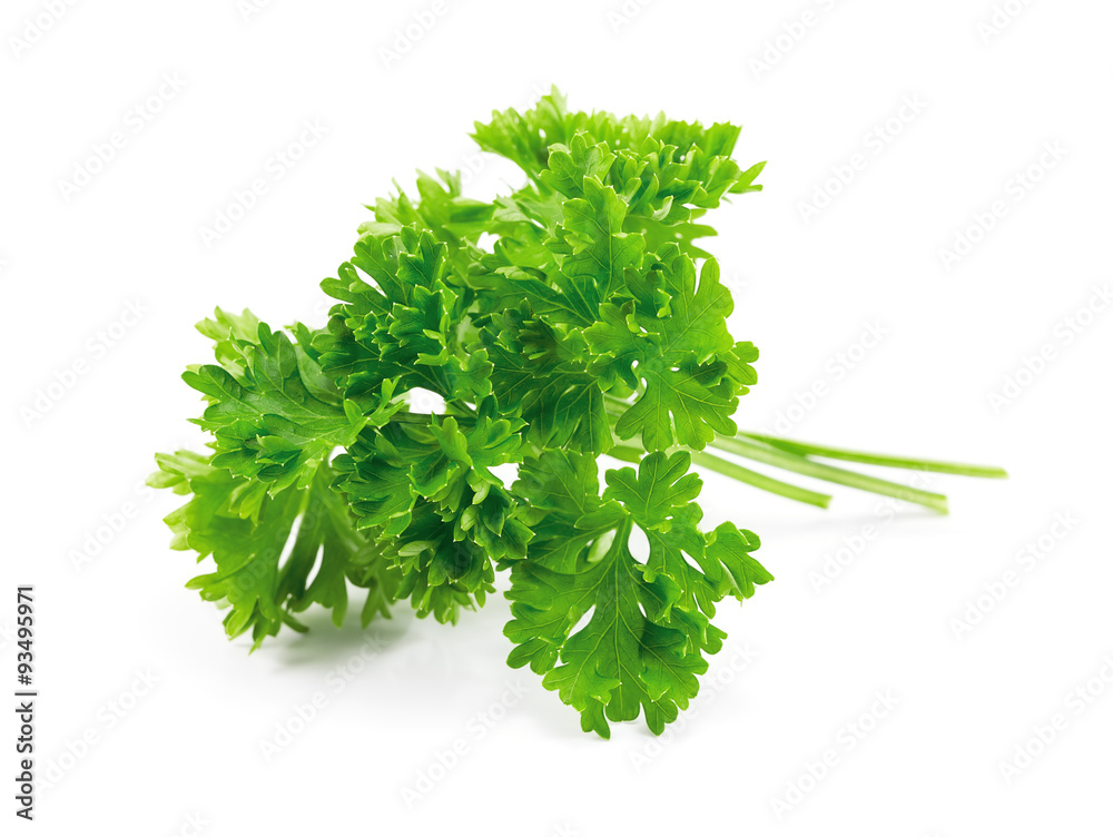 fresh green parsley on white background fresh green parsley on white background