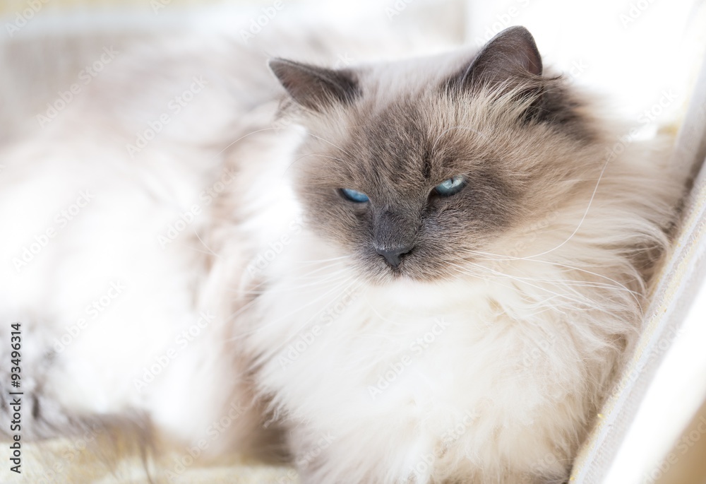 Beautiful Neva Masquerade cat portrait