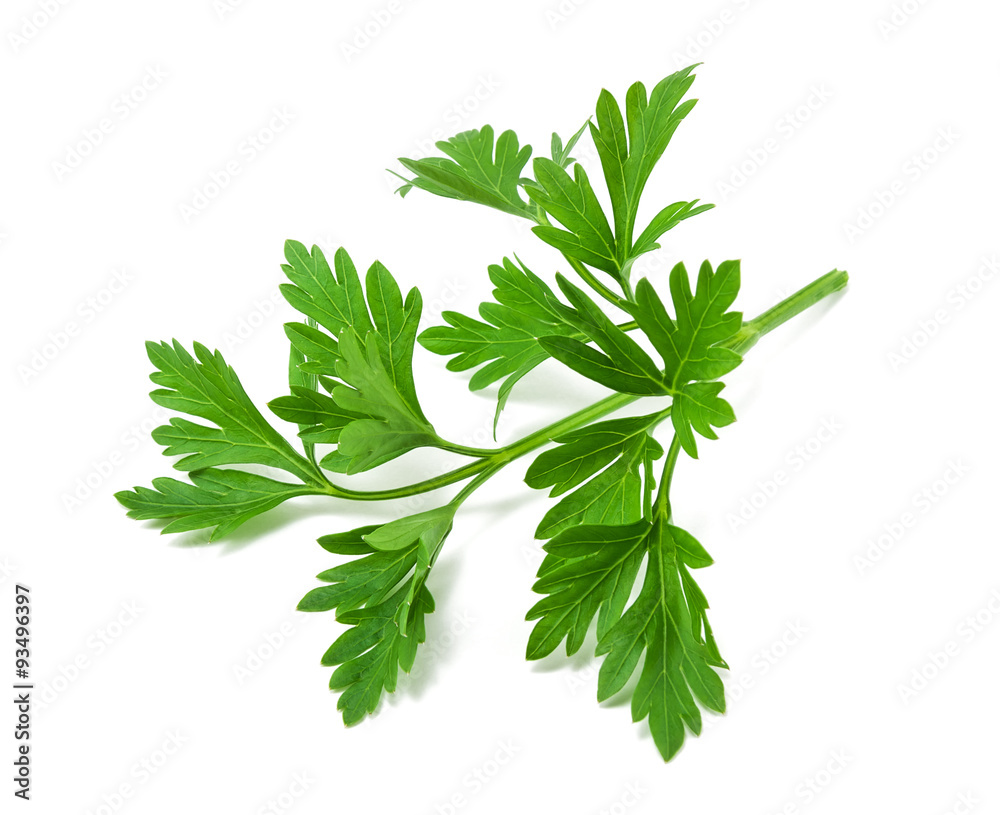 fresh green parsley on white background fresh green parsley on white background