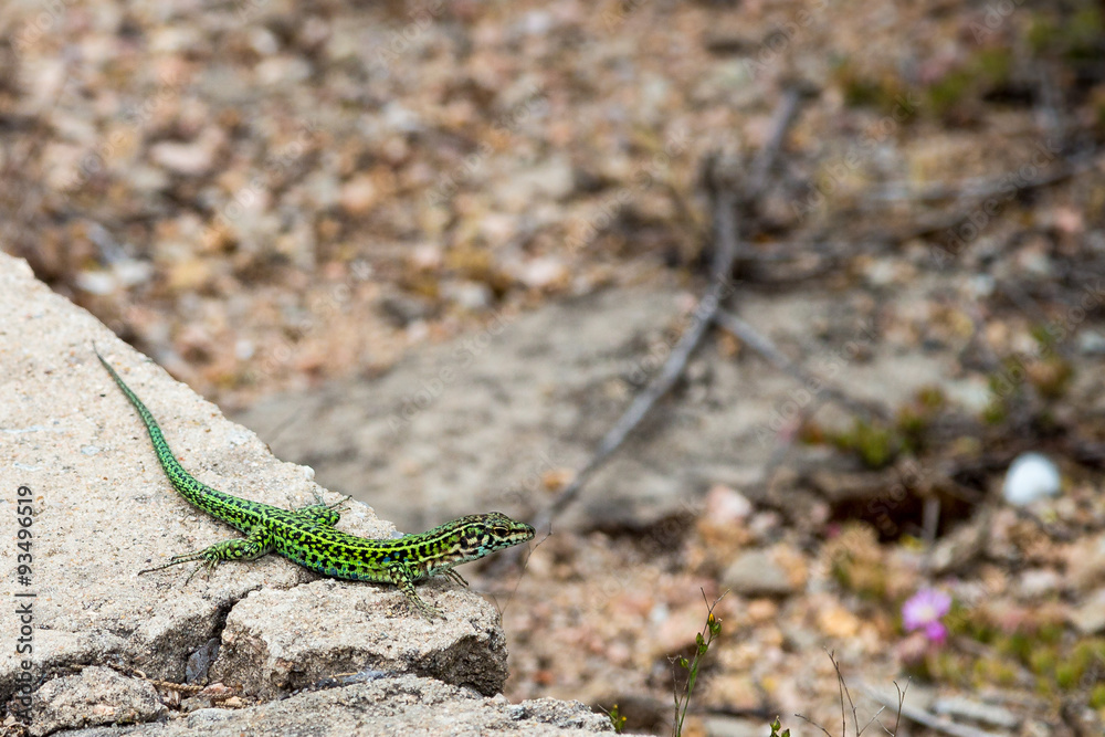 Eidechse (grün) auf einem Stein