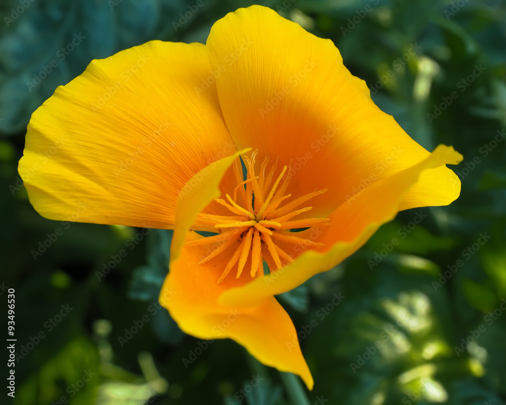 Naklejka premium California Poppy Golden Inside
