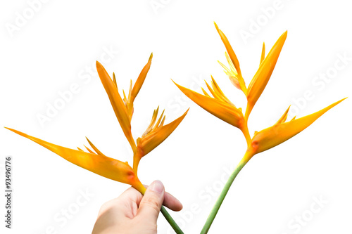 Yellow Heliconia flower isolated on a white background with path photo