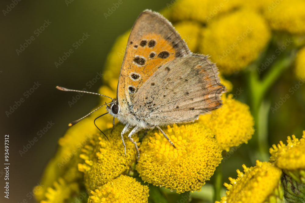 Fototapeta premium Kleiner Feuerfalter (Lycaena phlaes)