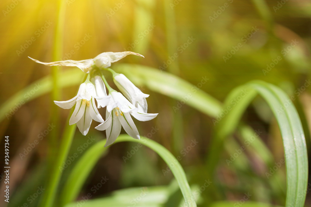 Light shining on white flowers and green leafs Light shining on white flowers and green leafs