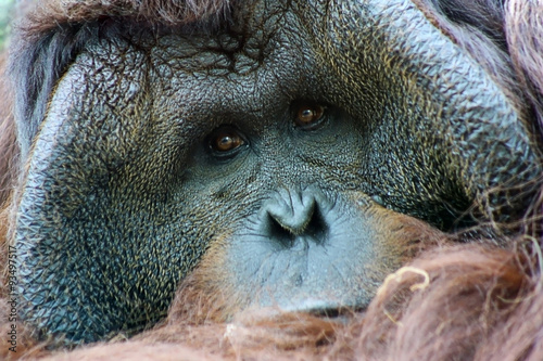 Close Up of An Orangutan
