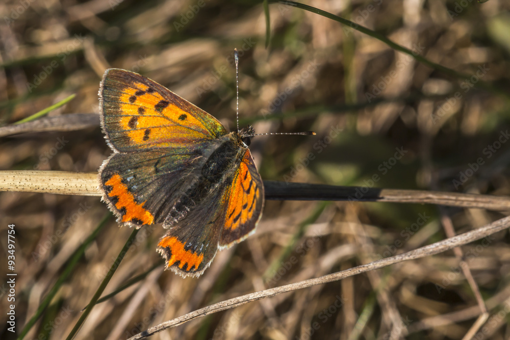 Kleiner Feuerfalter (Lycaena phlaes) Kleiner Feuerfalter (Lycaena phlaes)