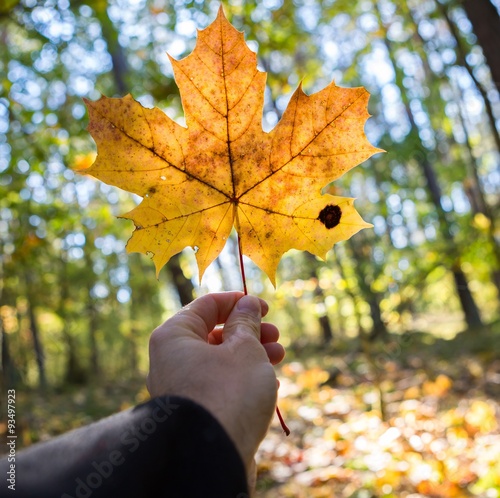 Man hand holding autumnal maple leaf
