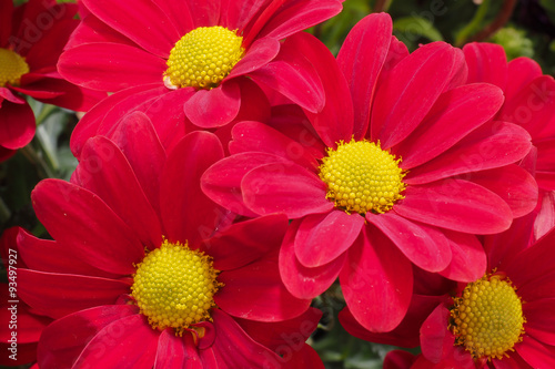 Chrysanthemum Deep Red 4