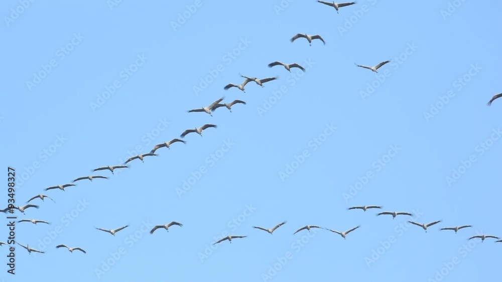 Migrating Common Cranes or Eurasian Cranes (Grus Grus) birds flying in the clear blue sky during an autumn day. Migrating Common Cranes or Eurasian Cranes (Grus Grus) birds flying in the clear blue sky during an autumn day.