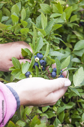 Picking huckleberries