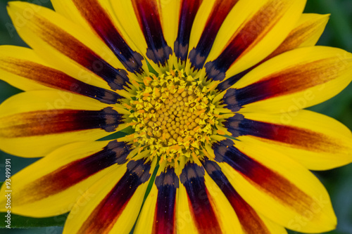 Gros plan de fleur de Gazania