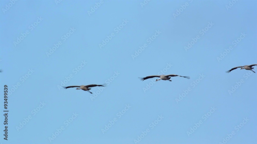 Migrating Common Cranes or Eurasian Cranes (Grus Grus) birds flying in the clear blue sky during an autumn day. Migrating Common Cranes or Eurasian Cranes (Grus Grus) birds flying in the clear blue sky during an autumn day.
