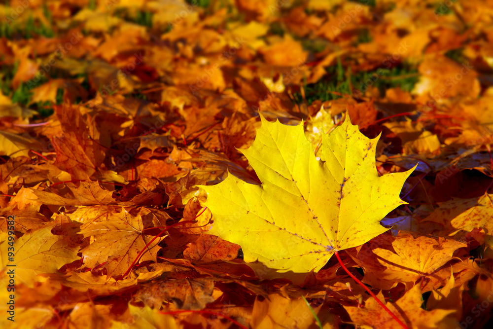 Autumn background with maple leaves.