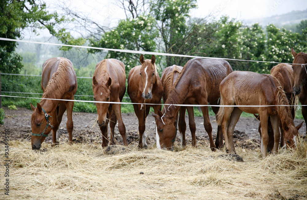 Fototapeta premium Thoroughbred horses in thecorral eating dry grass