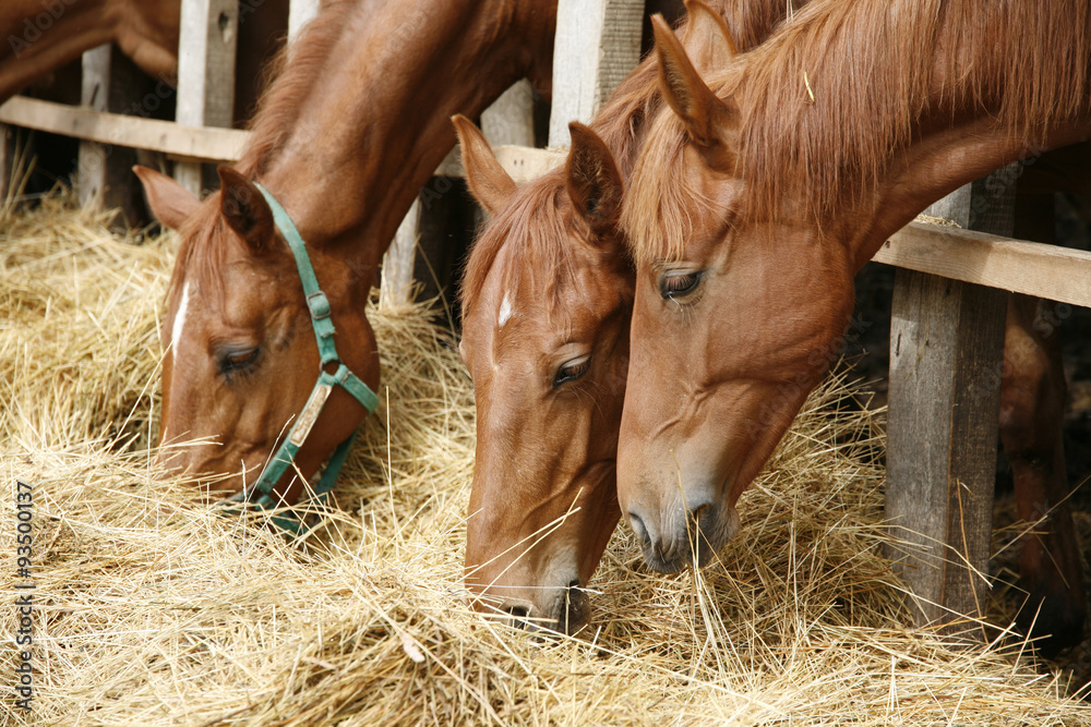 Obraz premium Side view portrait from group of grazing horses