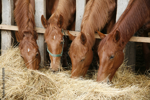 Young purebred foals sharing hay on horse farm