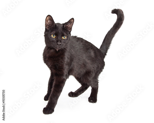 Black Cat Arching Back © adogslifephoto