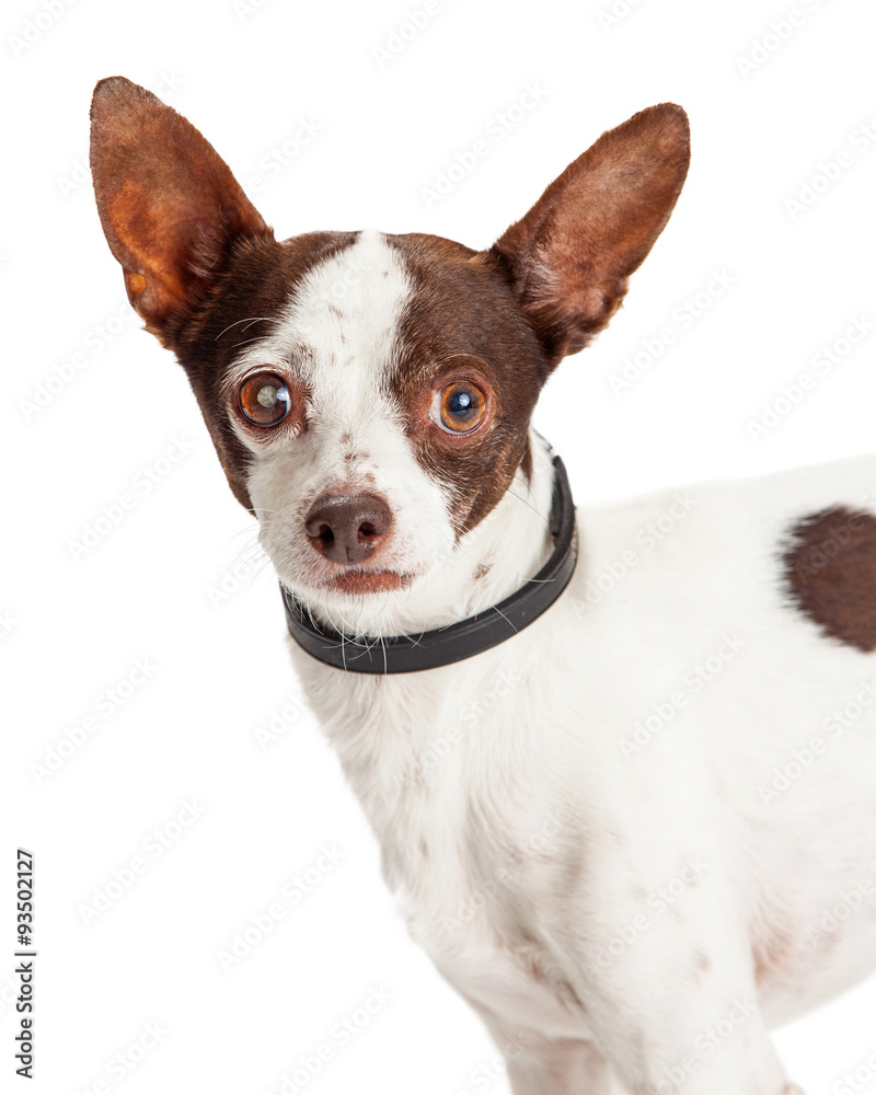 Chihuahua Crossbreed Looking Into Camera Closeup