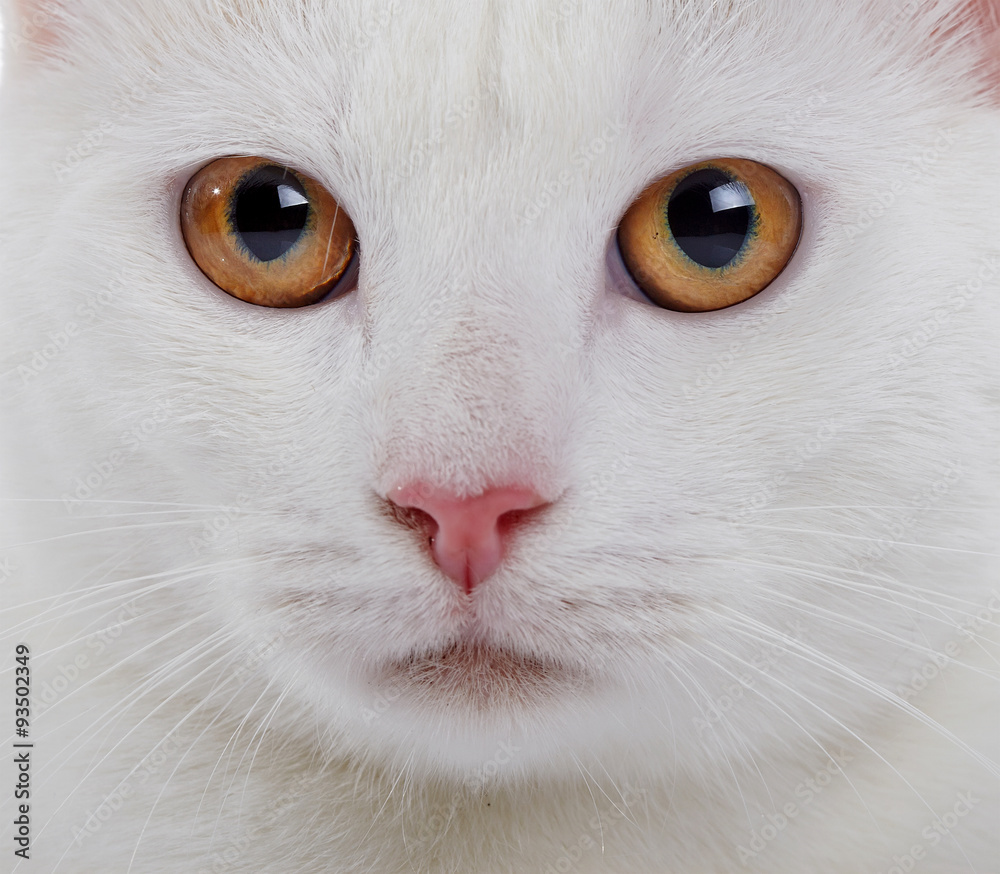 Muzzle of a white domestic cat with yellow eyes Muzzle of a white domestic cat with yellow eyes