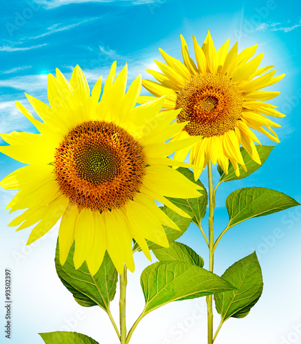 Fototapeta Naklejka Na Ścianę i Meble -  Beautiful sunflower field in summer