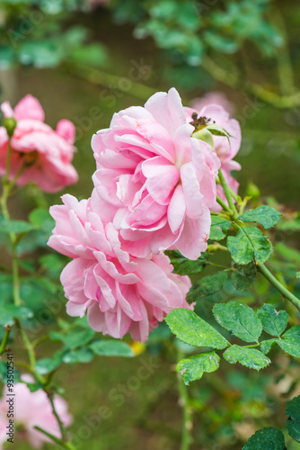 Milrose or Pink Rose in Garden photo