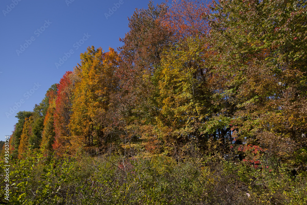 Colorful fall foliage in the Berkshire Mountains of Western Massachusetts. Colorful fall foliage in the Berkshire Mountains of Western Massachusetts.