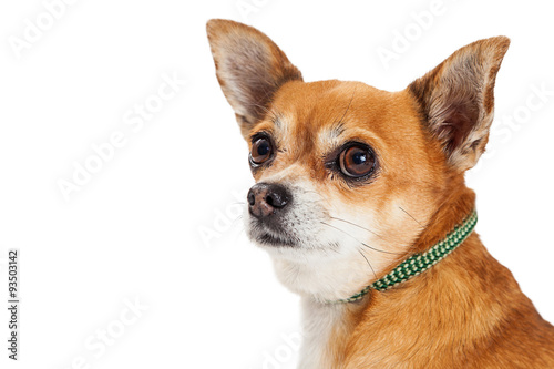 Chihuahua Mixed Breed Dog Profile Closeup © adogslifephoto