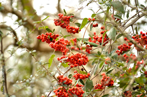 Firethorn (pyracantha) bush berries