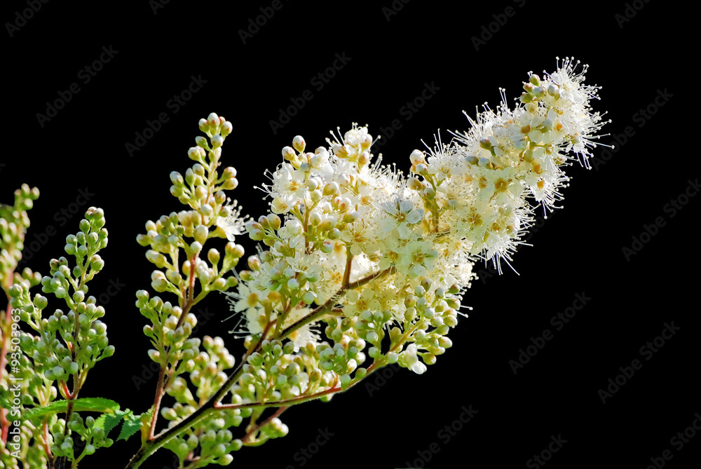 Obraz premium Meadowsweet (Filipendula) on a black background