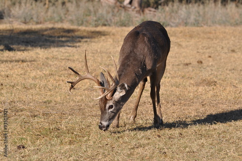 White Tail deer eating grass in winter on Colorado plains
