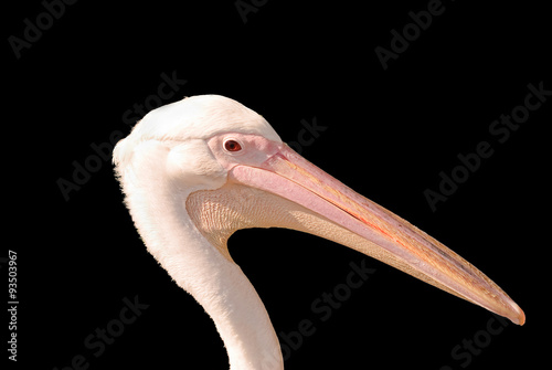 White Pelican (lat: Pelecanus onocrotalus) on a black background