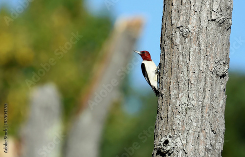 Red Headed Woodpecker on tree 