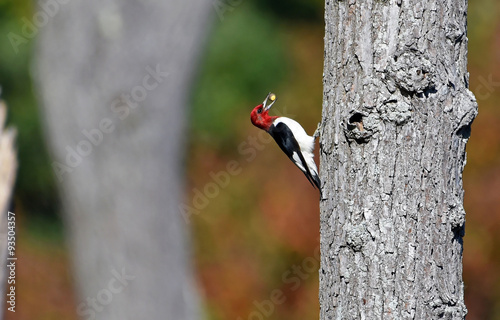 Red Headed Woodpecker on tree 