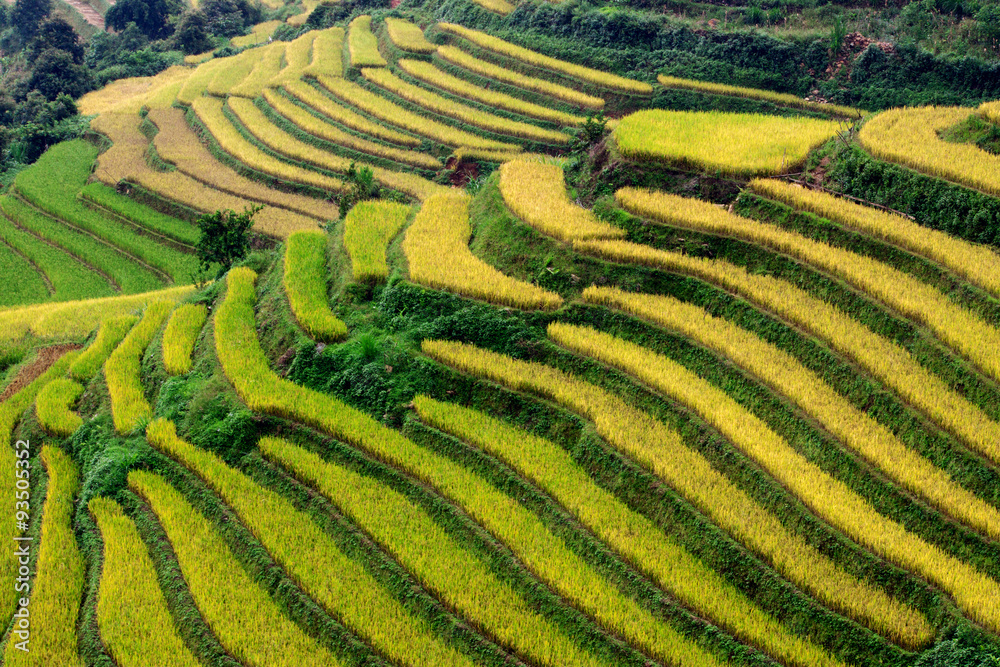 Gold terraced rice fields with sunlight in Mu Cang Chai, Vietnam