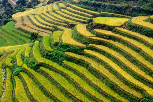 Fototapeta Naklejka Na Ścianę i Meble -  Gold terraced rice fields with sunlight in Mu Cang Chai, Vietnam