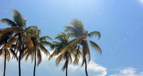 Palm coconut trees blown by wind on blue sky background