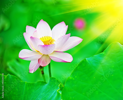 lotus flower blossom