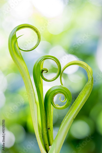 Spiral green leaf,Fern leaf close-up with dew.