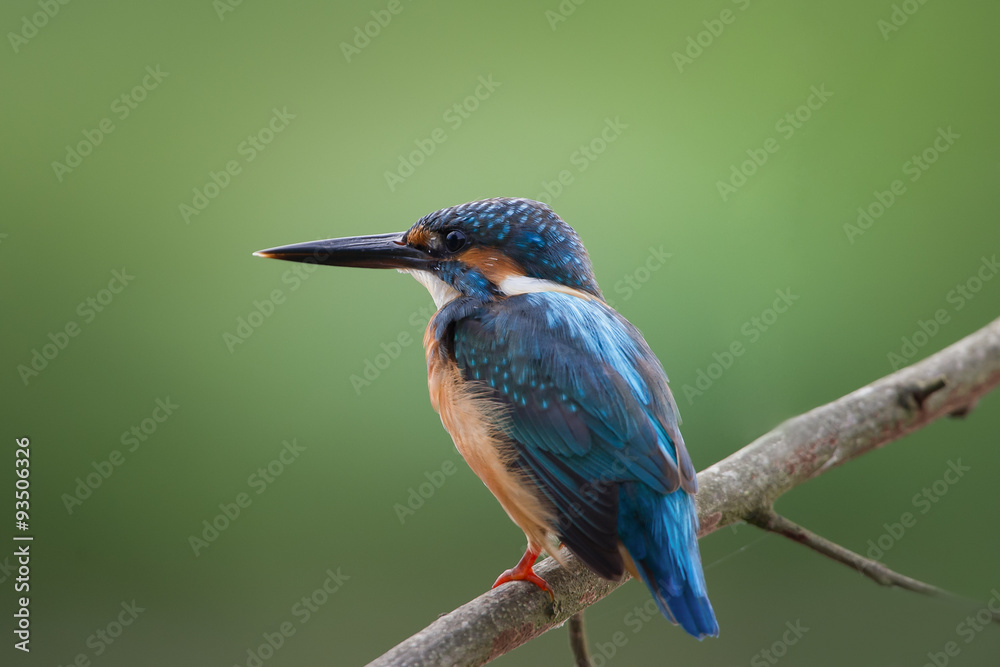 Bird Name Common Kingfisher