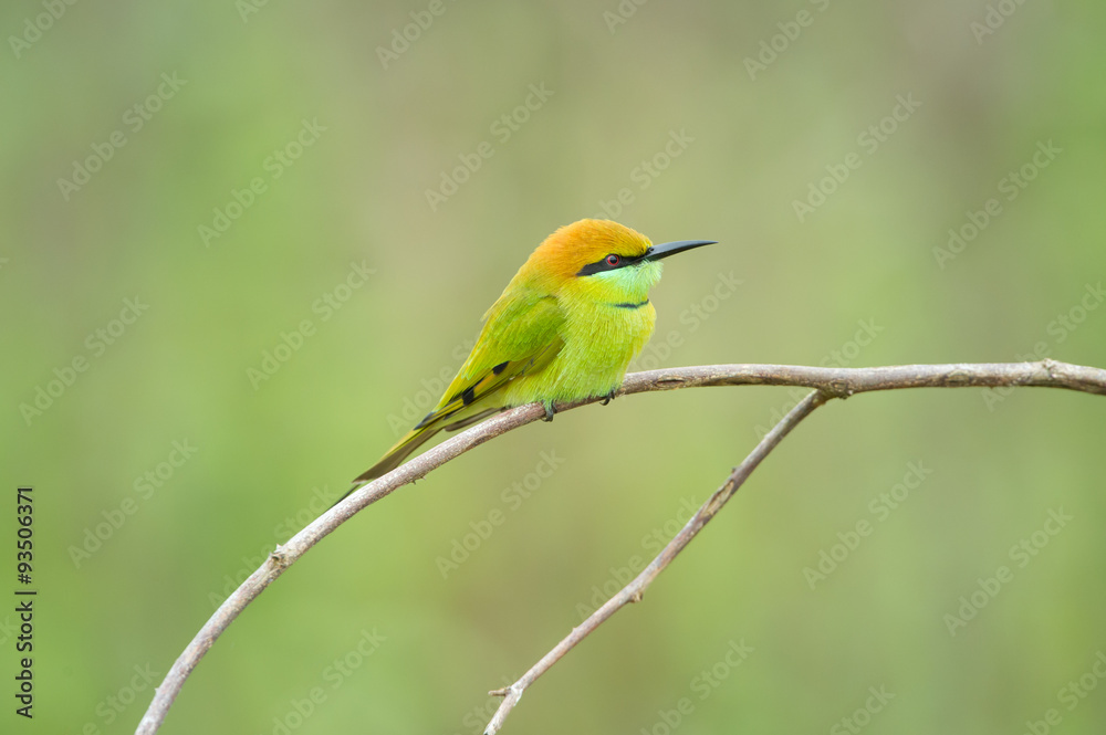 Birds Name: Green bee-eater
