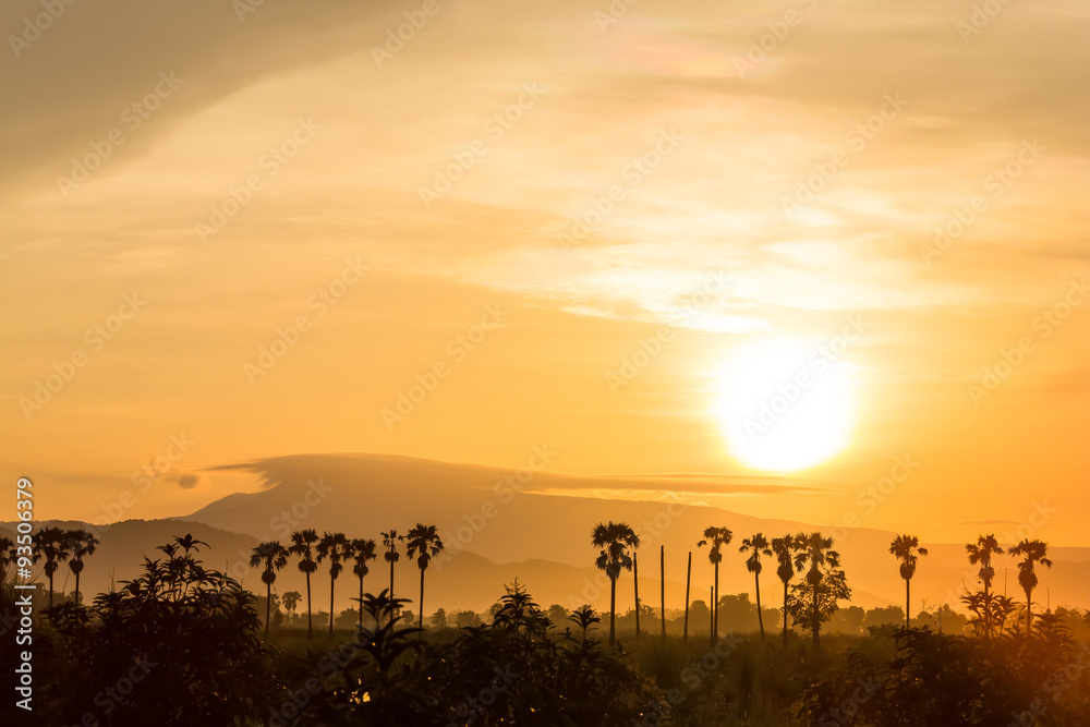 Silhouette sugar palm tree