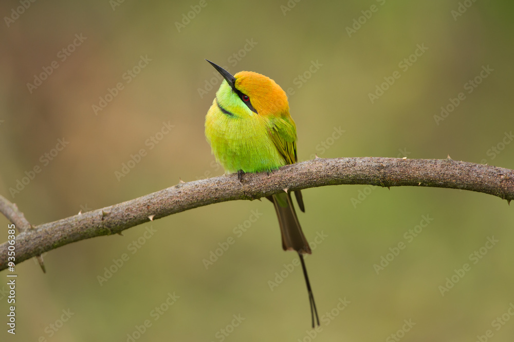 Obraz premium Birds Name: Green bee-eater 