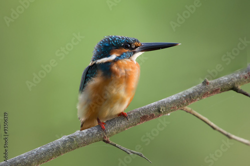 Bird Name Common Kingfisher