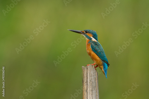 Bird Name Common Kingfisher photo