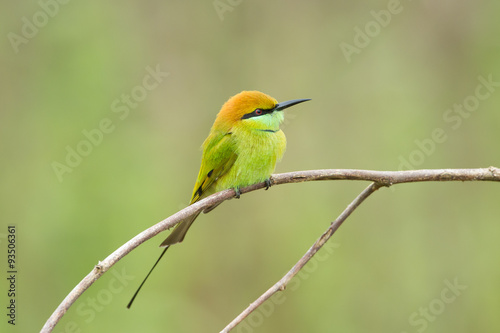 Birds Name: Green bee-eater 