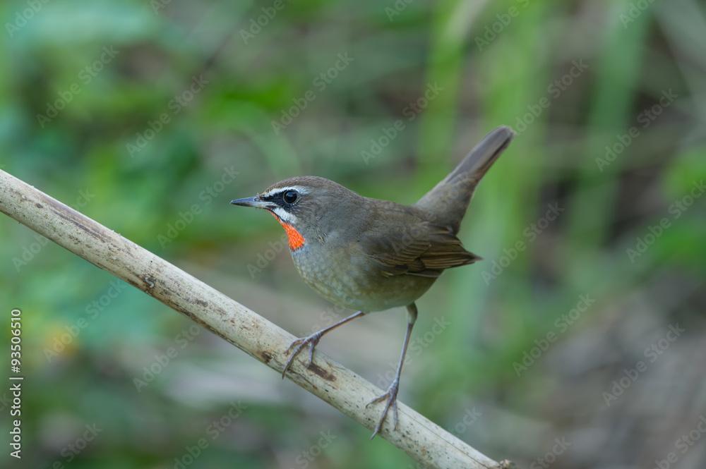 The Siberian rubythroat (Luscinia calliope) is a small passerine bird that was formerly classed as a member of the thrush family Turdidae,
The Siberian rubythroat (Luscinia calliope) is a small passerine bird that was formerly classed as a member of the thrush family Turdidae,