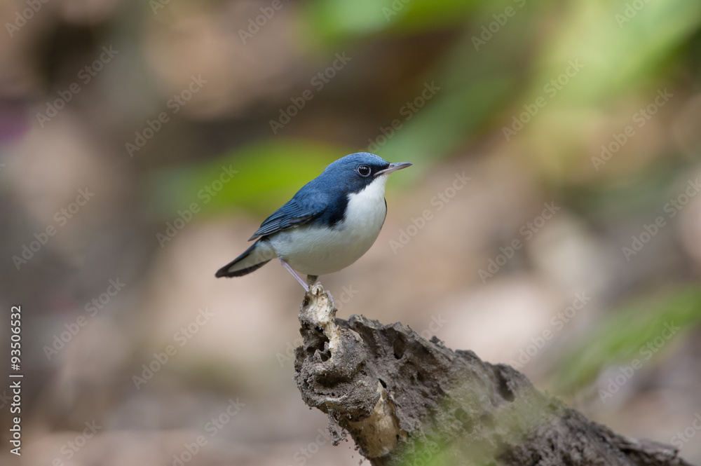 Birds Name:Siberian blue robin. This bird is a migratory insectivorous species breeding in eastern Asia across to Japan. It winters in southeast Asia and Thailand. 